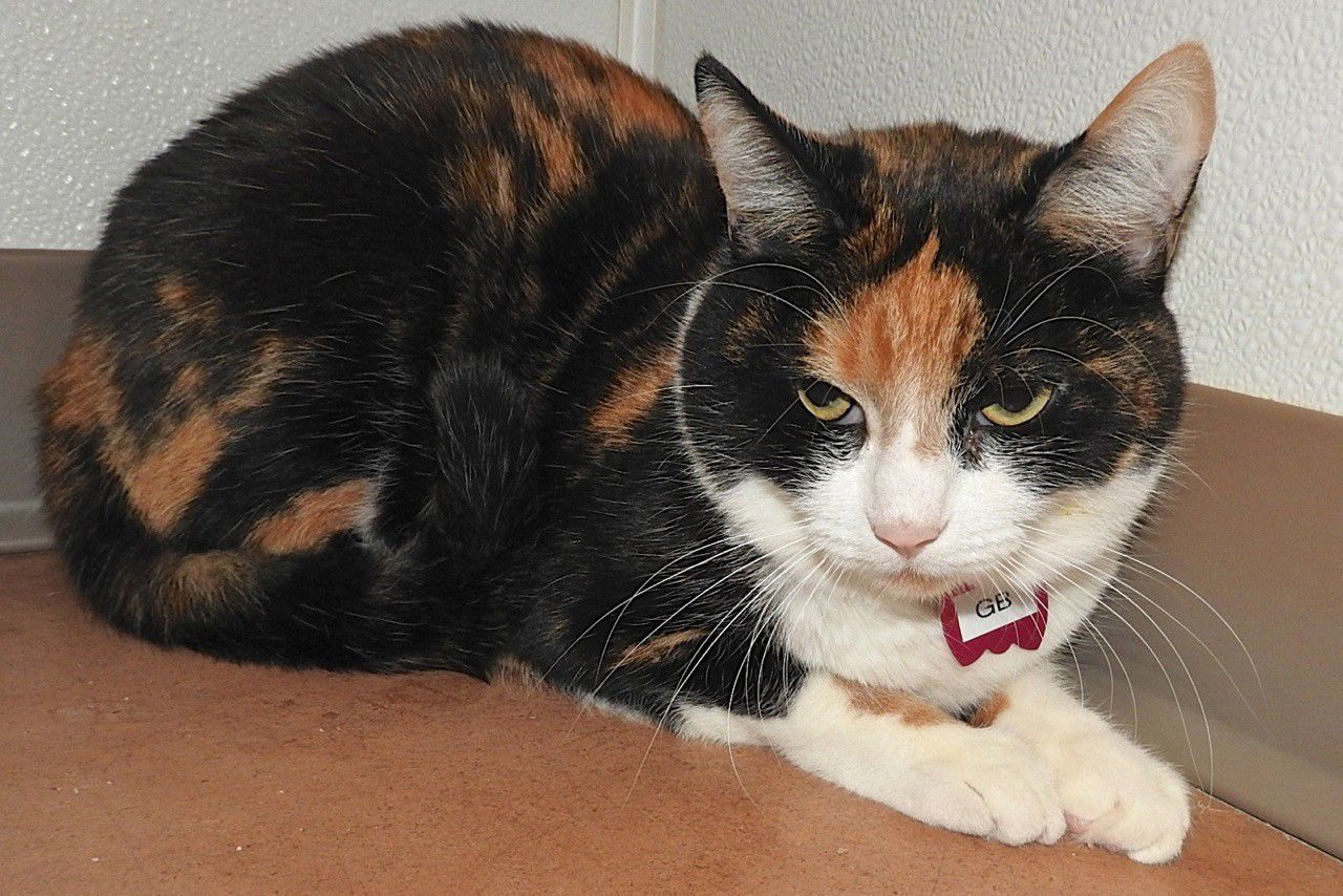 Adopt a friend: G.B.